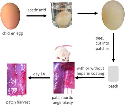 Egg Shell Membrane as an Alternative Vascular Patch for Arterial Angioplasty